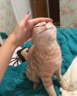 I can't be anything #fyp #funny #meme #cat #georgieebom 