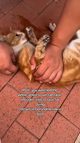 BARELY RECEIVE DONATIONS TO AFFORD THEIR TREATMENTS IN TIME. we rescued her months back but unfortunately we had to come back here for help as she had a breakout of seizures and FIV  We want to start her medical as soon as possible and incase we fail, she may also loose her life because we have no money and the debt is really accumulating every single day Donate a $2 to help #repost #catsoftiktok #catrescue #rescuekittens #catsfollowers #cats #straycatsoftiktok #communitysupport #catstiktok #unitedkingdom #usa #europe #germany #switzerland #furryfriends