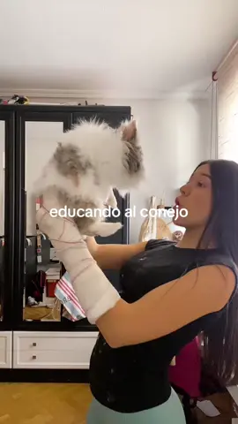 #badbunny #educando #conejo #fyp