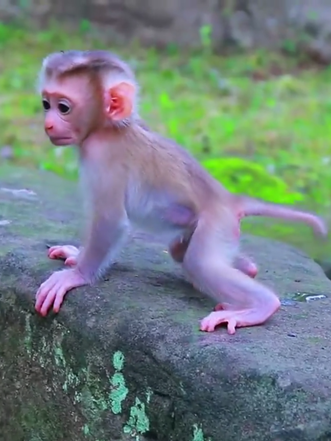 Mom training the baby to walk  #babymonkey #baby #monkey #mom #fyp 