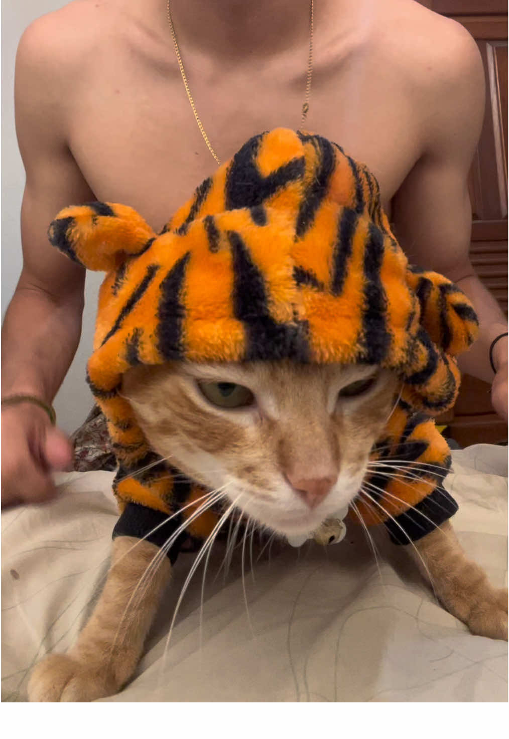 #funnycat #catsoftiktok #gatostiktok #gatosengraçados #catlover 