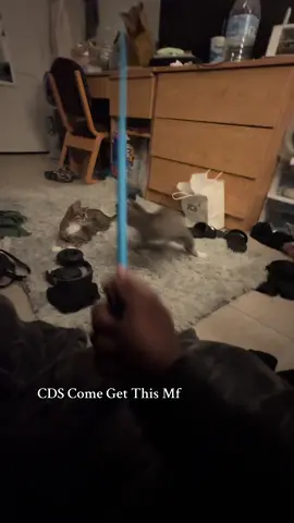 #catsoftiktok #catdistributionsystem 