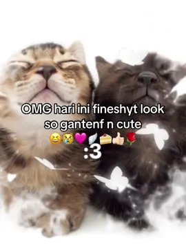 egxf kwat WOIY #hihihuhu #wucu #kucinf #gntenk #miaw