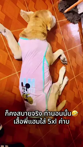 #เสื้อหมา #ชุดหมา #เสื้อผ้าสัตว์เลี้ยง #เสื้อสุนัข #ชุดสุนัข 