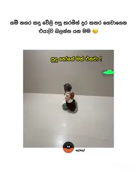 😂🫶 | #comment #viralvideo #follow #fyp #LoLo_ලෝලෝ 