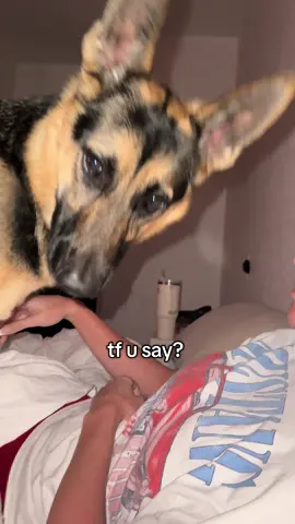 Bedtime With a German Shepherd Is NOT What You Think #germanshepherd #servicedog #furbaby