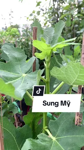 Cây Sung Mỹ Brown Turkey 🌱Cây đang có sẵn trái nhỏ. Cao từ 30cm phù hợp với mọi loại khí hậu ạ #huyenlinhgarden #vuacaygionghuyenlinh #xuhuong #sungmy 