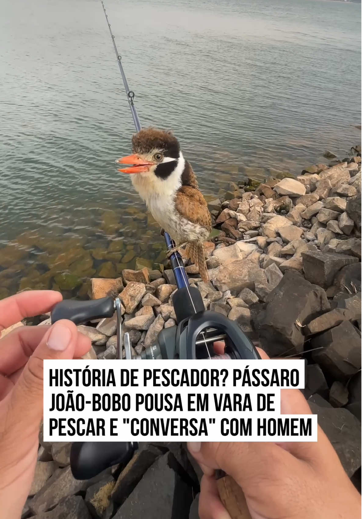 Uma cena encantadora viralizou nas redes sociais: um #pássaro da espécie joão-bobo decidiu pousar na vara de pesca de um rapaz à beira de um rio. A #ave, confortável com o novo 