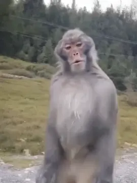 🐒walah cik😹#xyzbcafypシ #monyetpargoy#fypppppppppppppp 