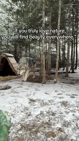 #wolfdog #nature #wolfdoglife 