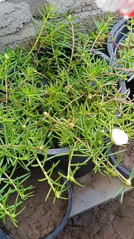 ورد الصباح 💐#Farming_Tips #الطبيعة #ورد #زراعه_منزليه #العراق 