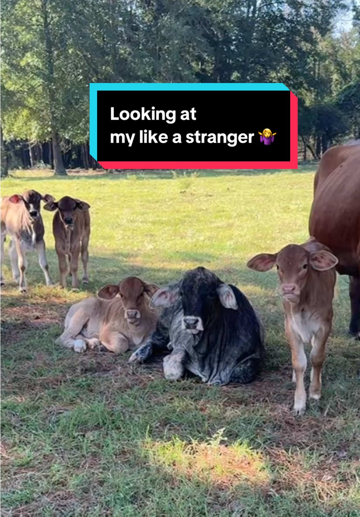 I haven’t been home for days and won’t be home till the weekend! I came for a short visit & the small calves think it’s “stranger danger” all over again, ugh 🙄! #cow #calf #farmlife #cows #fyp 