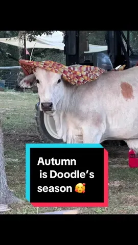 Doodie says, Fall is here!!! #peekamoo #doodle #cow #farmlife #farm 