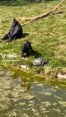 #funnyanimals #funnyvideos #obsessed #Love #dog 
