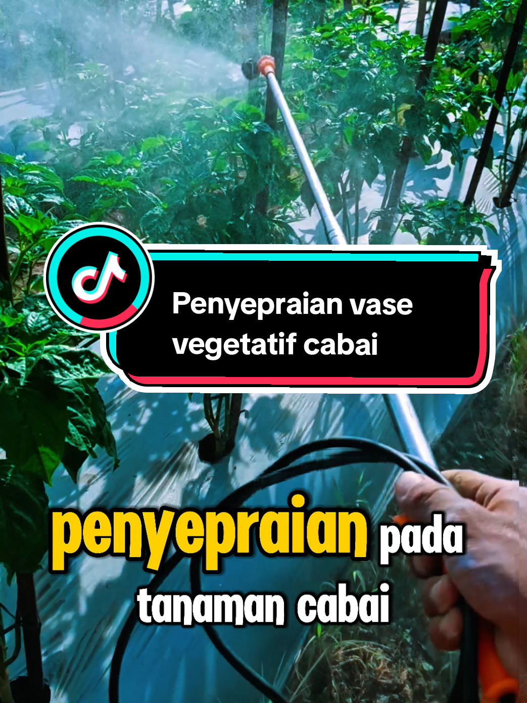 Penyepraian vase vegetatif tanaman cabai Metode sangat banyak. Mengikuti sop dan para petani senior lebih bagus.  Setidaknya untuk penghematan budget punya 2 bahan aktif.  Misal penyepraian 1  Gandasil D 2-3 sdm Premino 25-30 ml Antracol 2-3 sdm Demolish 20-25 ml Penyepraian 2 Ultradap 3 sdm Atonik 15-20 ml Magnesium sulfat 3 sdm Dithane 2-3 sdm Pegasus 10 ml Tambah perekat Lakukan secara rolling. Terkadang kita perlu untuk mengkhususkan misal pestisida tanpa mencampur nutrisi. Tergantung situasi dan kondisi. Paling tidak penyepraian pestisida seminggu 2 kali untuk pencegahan.  Catatan :  sebaiknya ZPT tidak dicampurkan dengan asam amino. Misal sudah pakai asam amino tidak usah akai zpt.  Ultradap dan magnesium untuk mengenai bisa di spray. Tapi kalau sudah dikocor gak usah untuk spray. mohon dikoreksi. salam petani  #spray #pertanian #petanicabai #petanimuda #petaniindonesia🇮🇩🇮🇩🇮🇩🌿🌿 
