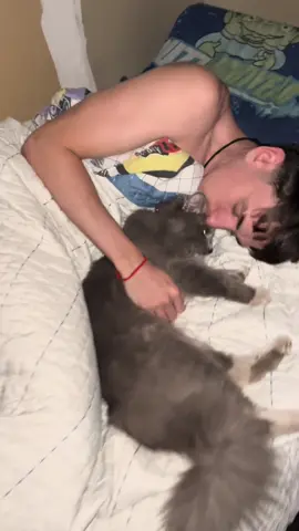 los dos bebitos de la casa @juanantonuccid #humor #cordoba #gatos 