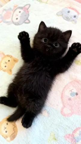 The tiniest ball of midnight magic 🖤✨  This unreal black kitten is pure perfection 😻 How can something be THIS adorable? #blackkitten #kitten #cat #tinycat #catlover                  