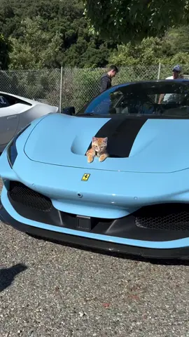 👀 #RichServants #cars #luxury #money #cat 