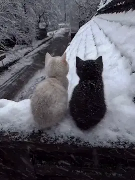 #cat #cats #cutecat #meow #kitty 