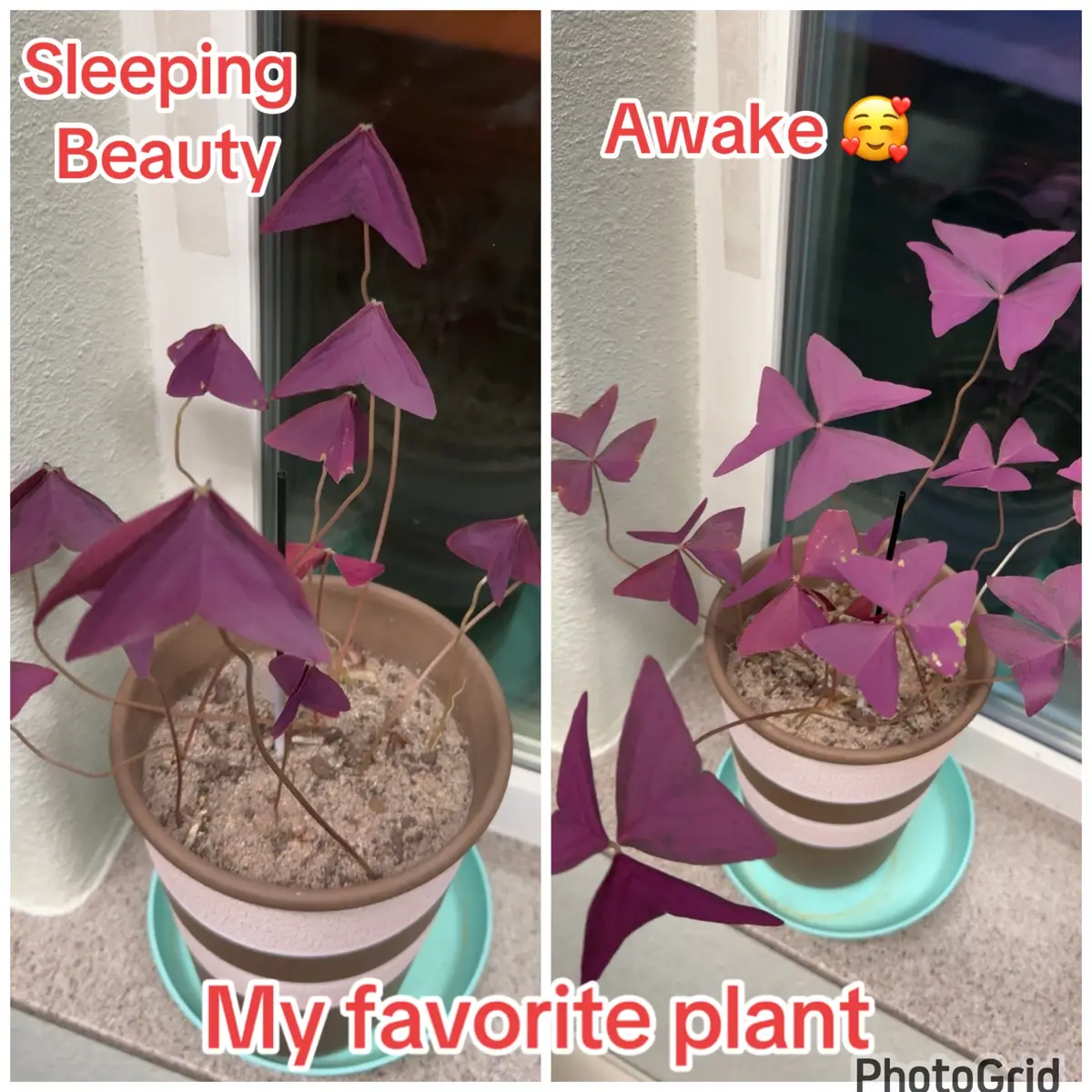 #fypシ #onelove #shamrock #plants 