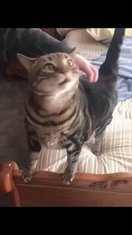 Cats Who Hate Being Bothered 😼🚫🐾 #FunnyCats #CatsOftiktok #CatVideos #AngryCats
