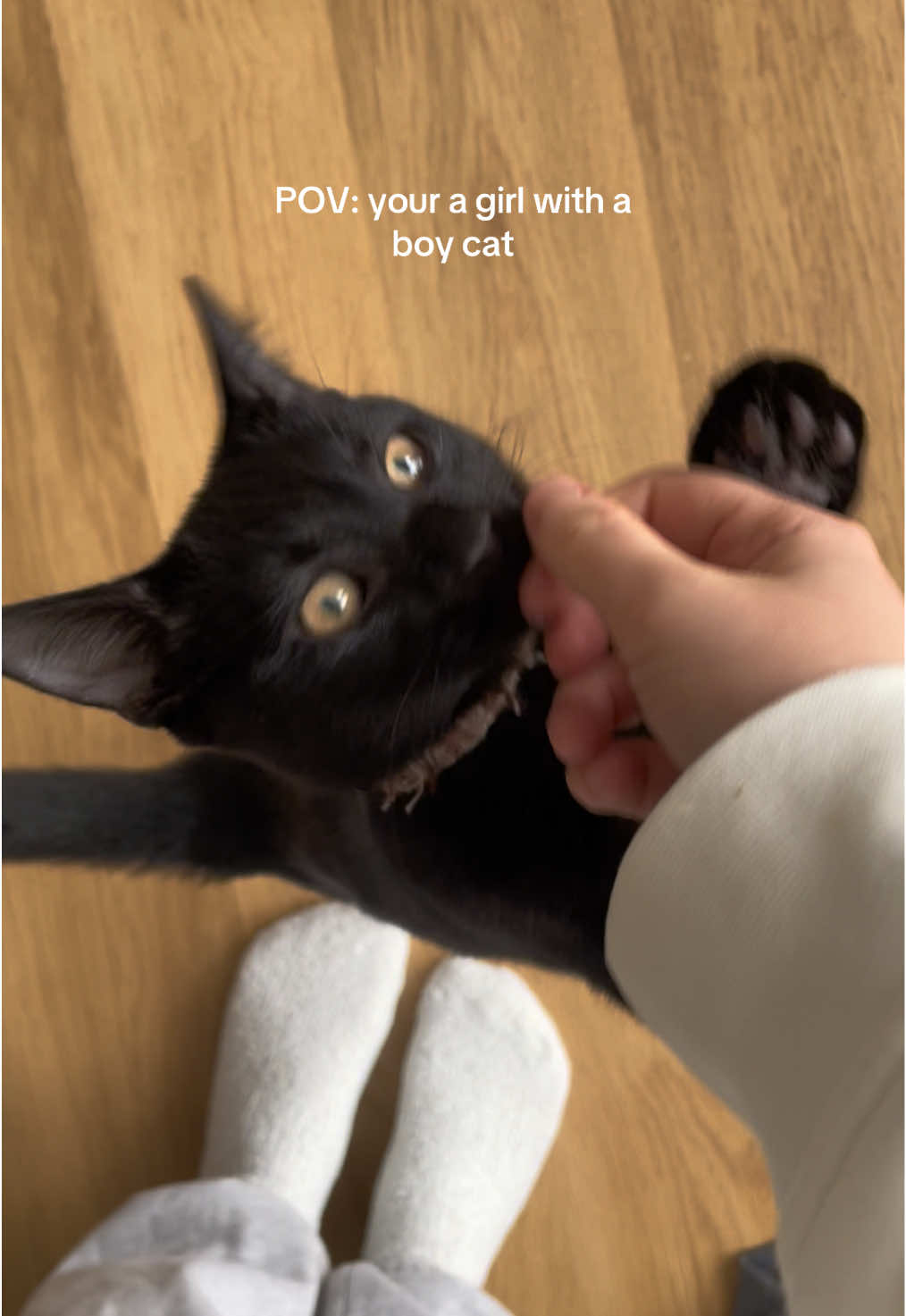 My best friend #kittens #kittensoftiktok #blackcat #clingycat #boycat 