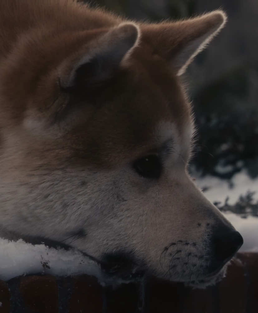 “Você Continua Esperando…🥹” #sempreaoseulado #dog #editmovie #sadmovie #viraledit 
