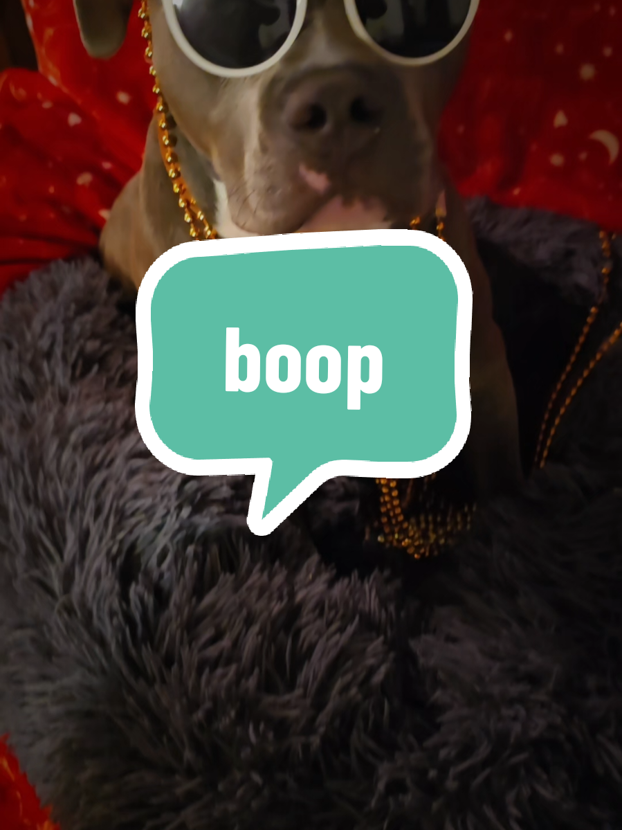 Boop the snoot #boop #pitbull 