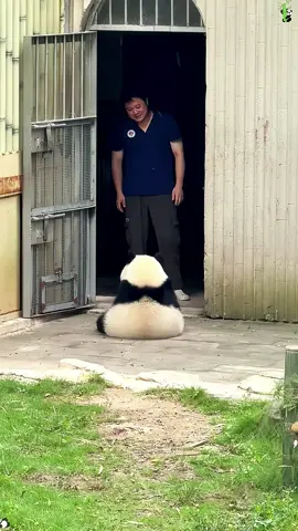 Panda 🐼 so cute 🥰 #funny #panda #pandas #tiktok #pandababy #fyp #cute #pandafunnyvideo 