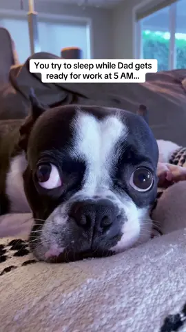 5AM Dog Struggles This funny dog video mixes Boston Terrier memes, relatable pet parent struggles, and laugh-out-loud morning chaos. Perfect for anyone who knows the pain of losing sleep to early alarms and louder-than-life routines. #funny #dogs #meme #relateable #viral 