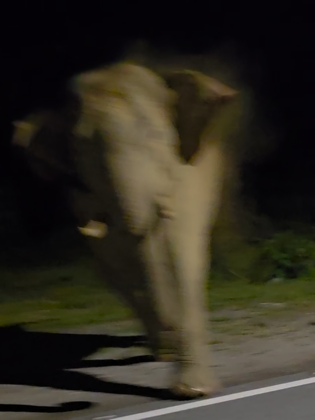 Gajah naik minyak... #gajahviral  #gajahliar  #gajahgerik  #gajahperak