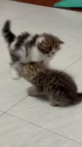 🐱🐱🐱#catlover #catsoftiktok #catbaby #littlekitten #funny 