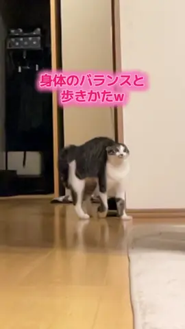 たまに興奮するとこの形態になるウチの猫w #猫  #猫のいる暮らし 
