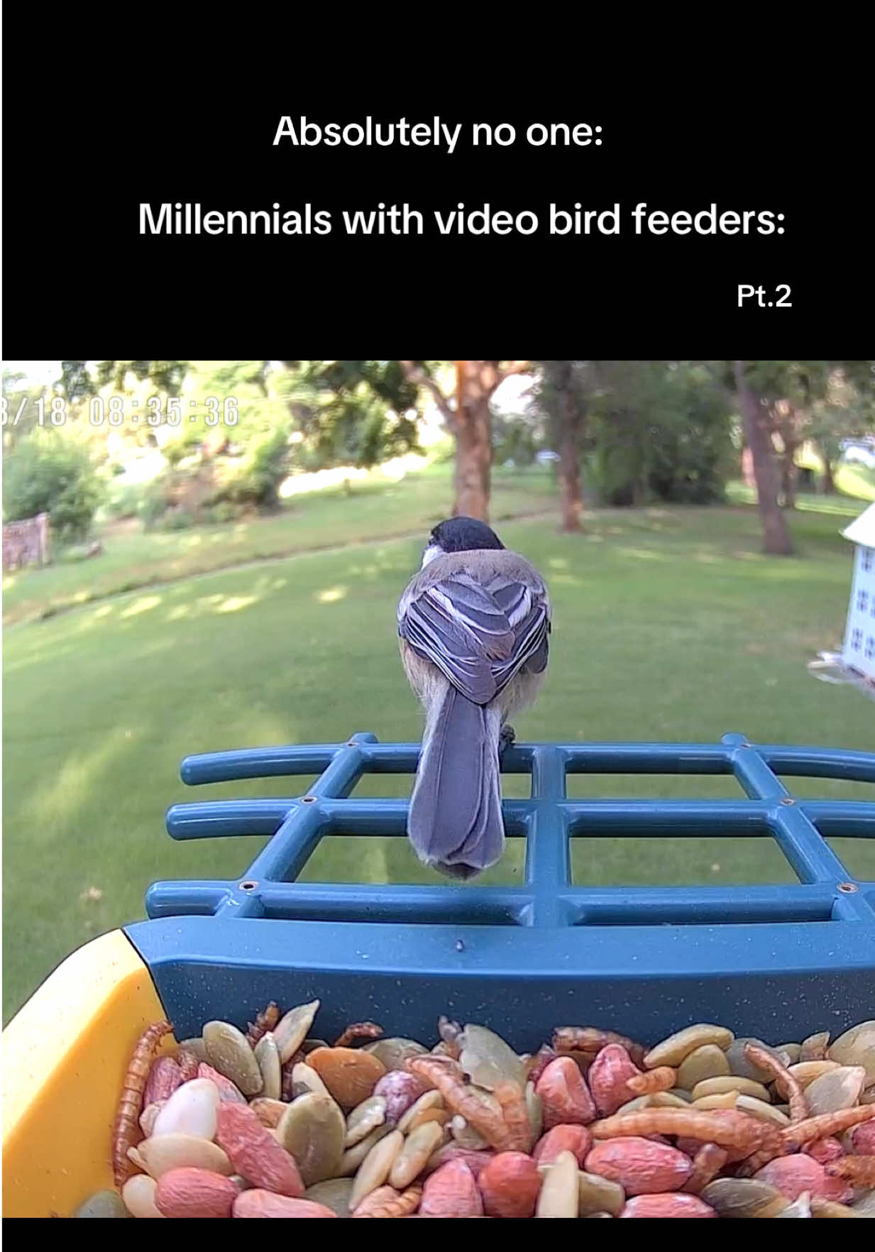 Replying to @Jana Stephenson ask and you shall receive 😂 #birds #millennial #funny