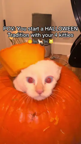 It’s HALLOWEEN kitty time! 🐱🎃🐈‍⬛ #pov #oct1 #halloween #cats 