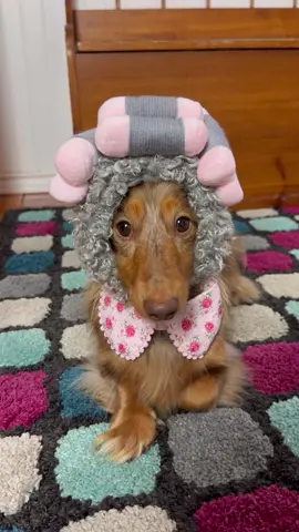 It’s that time of year again…👻  #dogcostume #halloweencostume #doghalloween #dachshund 