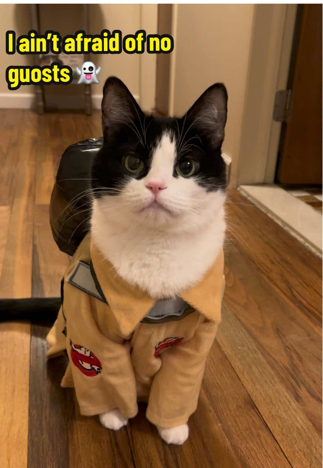 Who ya gonna call? 📞 #ghostbusters #halloween #costume #fyp #cat 
