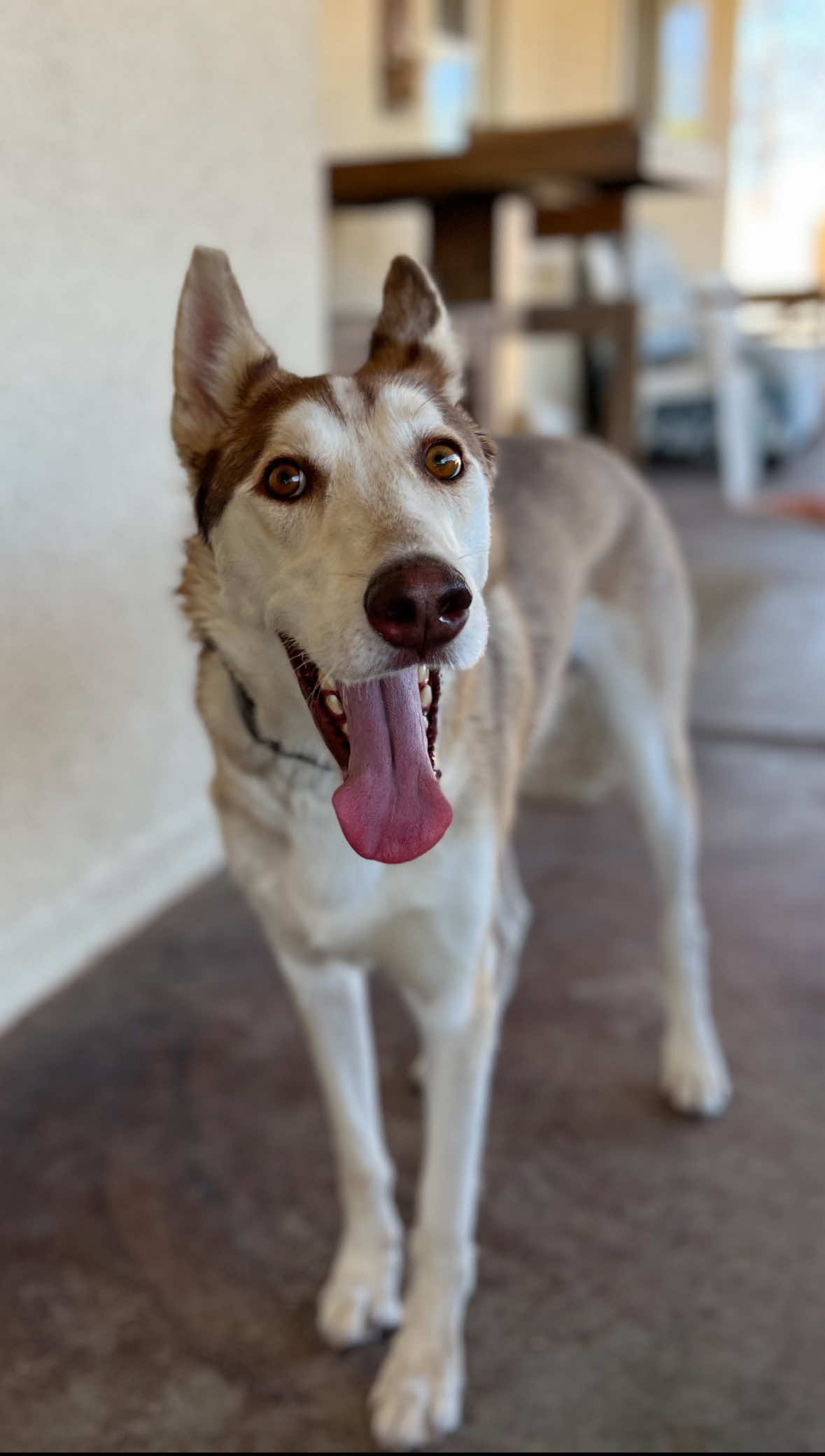✨ Mars is searching for his forever home! ✨ This sweet boy was rescued from Devore’s euthanasia list, alongside Denali — another husky who has since found his happy ending. Now it’s Mars’ turn to find the family he deserves! 💕 Mars is about 2 years old and has the kindest soul. He’s wonderful with people of all ages (especially kids, who he adores 🥹), and he’s happiest when he’s giving and receiving love. Sensitive, affectionate, and incredibly smart, Mars thrives on food rewards and has already proven himself to be a quick learner. He’s done beautifully with dogs both big and small, and he’s also great with cats — truly an all-around good boy. When he first came to us, Mars was shy and unsure, but with time and guidance from our trainer, his sweet personality has blossomed. 🌱 Mars is now crate trained, potty trained, easygoing, and eager to please. While he’s mostly low-energy, he does enjoy playtime (especially with toys!). He’d make the perfect addition to almost any home 🏡 If you’d like to meet Mars, please reach out or fill out an adoption application on our website — he can’t wait to love you forever!🖤 🐾 If you can’t adopt, please consider sharing or donating. Your support makes rescues like Mars’ possible! 🥹 #lendabone #adoptme #dogsanctuary #adoptdontshop #fosteringsaveslives 