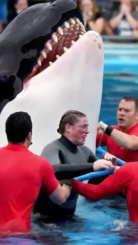 #orcashark #jessica #orcakilljessica #dolphins #trendingvideo #viralvideos 