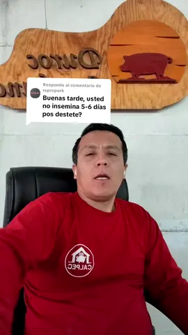 Respuesta a @repropork #porcicultura #porcino #cerdos #pyfツ #durocstephano #porcicultoresecuador #cerdosduroc #ds600 #cerdostiktok #porciculturaperuana 