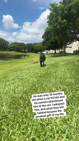 Blessed to have this boy in my life#canecorso #doglover #dogsofttiktok #dog#rescuedog 