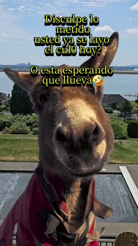#lasburradas🤣 #elburrito #burrometiche #chistesdelburro #burrochismoso🧐 