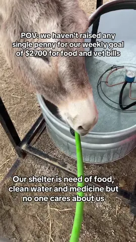 POV: we haven't raised any single penny for our weekly goal of $2700 for food and vet bills. #DONKEYRESCUE #EndAnimalcruelthes #BigLick #EndAnimalAbuse #BigLick #DynamicDuo #BreakTheSilence #donkeyrescue 