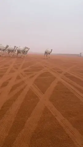 #اكسبلور #عشوائيات 