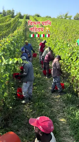 বিদেশ মানি পরিশ্রম #প্রবাসী #বিদেশ #পরিশ্রম #প্রবাসীজীবন 🌸🌸🌸🇮🇹🇮🇹🇮🇹🇮🇹🇮🇹🌸🌸🌸🌸