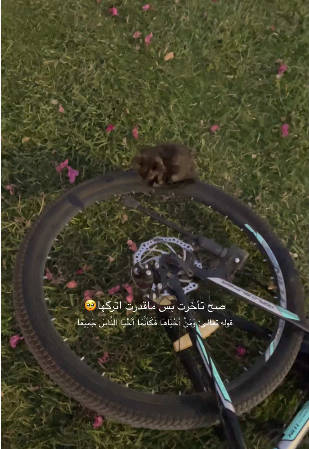 سبحان من سخرني لها 😭 وانتبهوا لاجيتوا تساعدون القطط لازم قفاز ( واذا كبيرة انتبهوا من مخشتها لازم قفاز ضد المخش )واذا فيه كمام  زين وابعدوها بعيد عن وجهكم في حال عطست ماتنقلك اي مرض ولو عطست حتى لوبعيد لفوا وجهكم وراء بسرعه لاتستنشقونه ابداً  #craetorsearchinsights #فلوقات #يوميات #قطط #fyp 