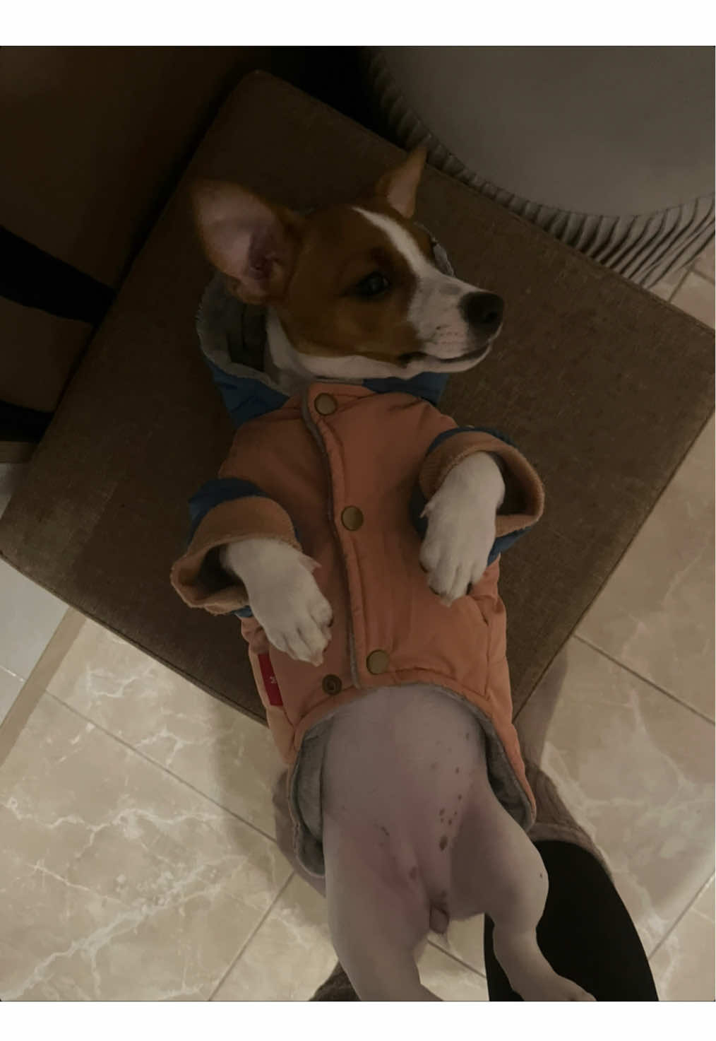 когда говоришь «нельзя», а она все равно продолжает😂  p.s. вольер только для ее безопасности, когда остается одна дома)) #джекрасселтерьер #джекрассел #jeckrasselterrier #смешноевидео 