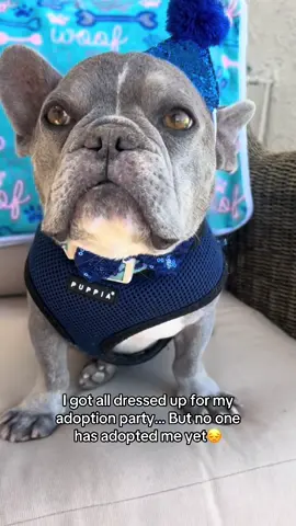 Adopt Farlow Pottersby! Professional cuddler, part-time drama king, and full-time snuggle bug.  He got all dressed up for his adoption party (yes, there was a hat involved), but so far... crickets. A few RSVPs but nobody showed.  Farlow was found as a stray, but clearly once lived a life of luxury. He still expects to be carried like royalty and accepts cuddles as payment. He’s got a big bark and even bigger feelings, especially when there are treats involved or baths happening (which he does not approve of, thanks very much). He loves other dogs (with proper intros), plays sweetly with respectful kiddos, and thrives on affection, routine, and being told he’s handsome (which he is). Due to a skin condition, he’s on lifelong meds and gets medicated baths, which he tolerates with deep sighs and side-eye. He’s not into chaotic environments, busy sidewalks, or café outings. But if you’ve got a calm home, a cozy spot in the sun, and a heart ready to love a wiggly little gentleman with a bark that could shatter glass, Farlow is your guy. Apply for Farlow on our website today…he’s been wearing this party hat for way too long. 🎉🐾 #roadogsandrescue #frenchielover #adoptme #adoptdontshop