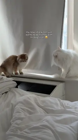 Ohhh Clemmie baby… 🥹😭😂 #newkitten #angrycat #fyp 