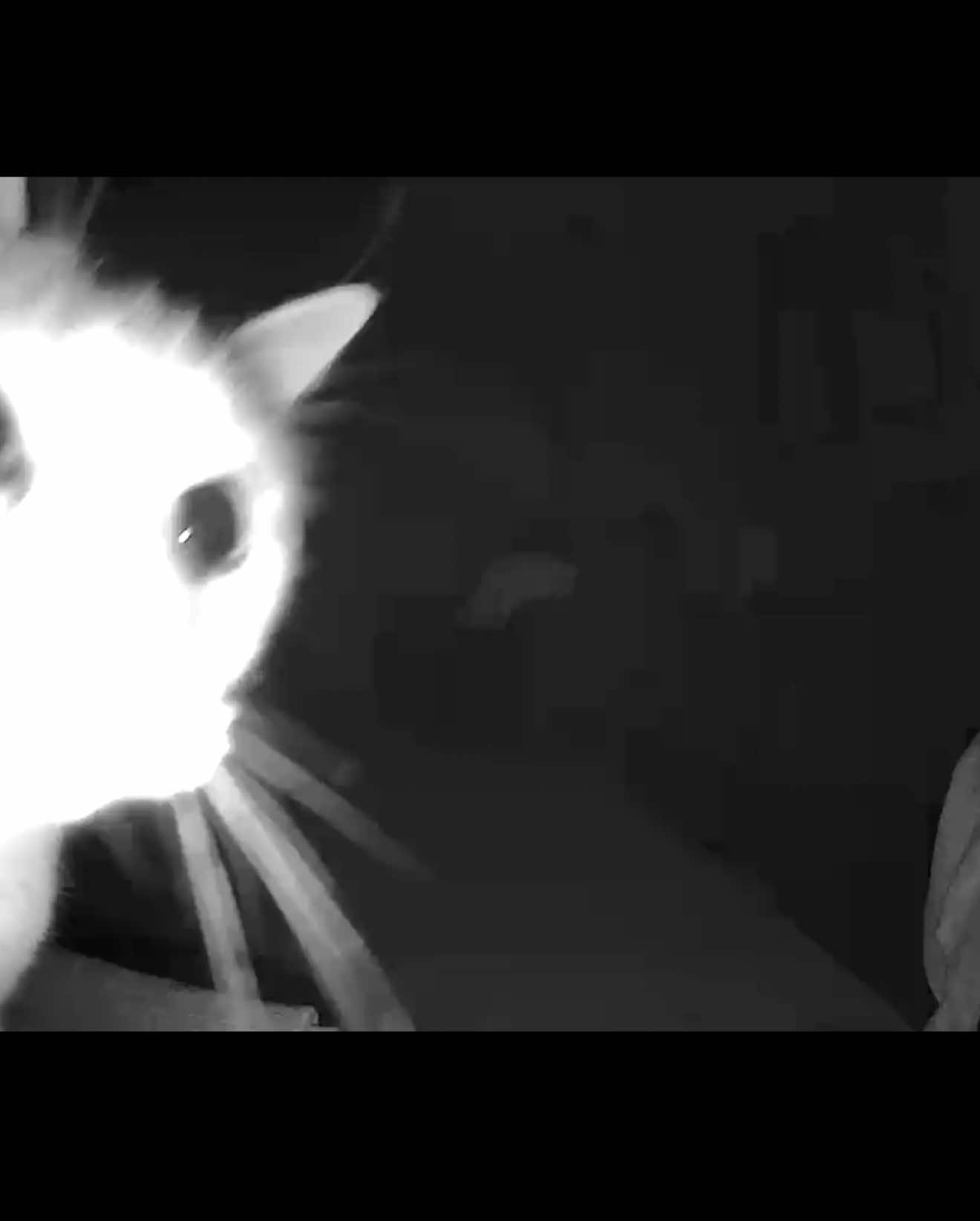 What happens when our cat Willow gets bored at night?  She purposely triggers the auto play laser toy on our Petcube Play 2 😂